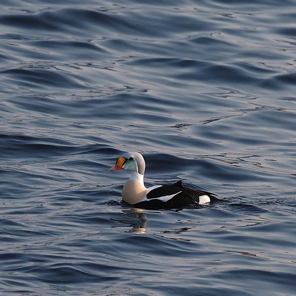 Kyhmyhaahka, King Eider, Somateria spectabilis
